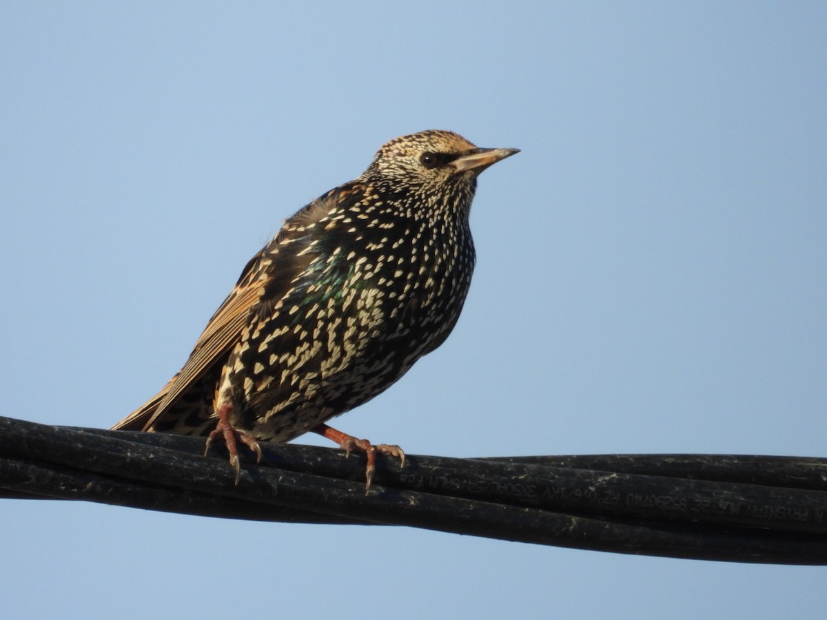 European Starling - Pedro A. Sánchez Ruiz