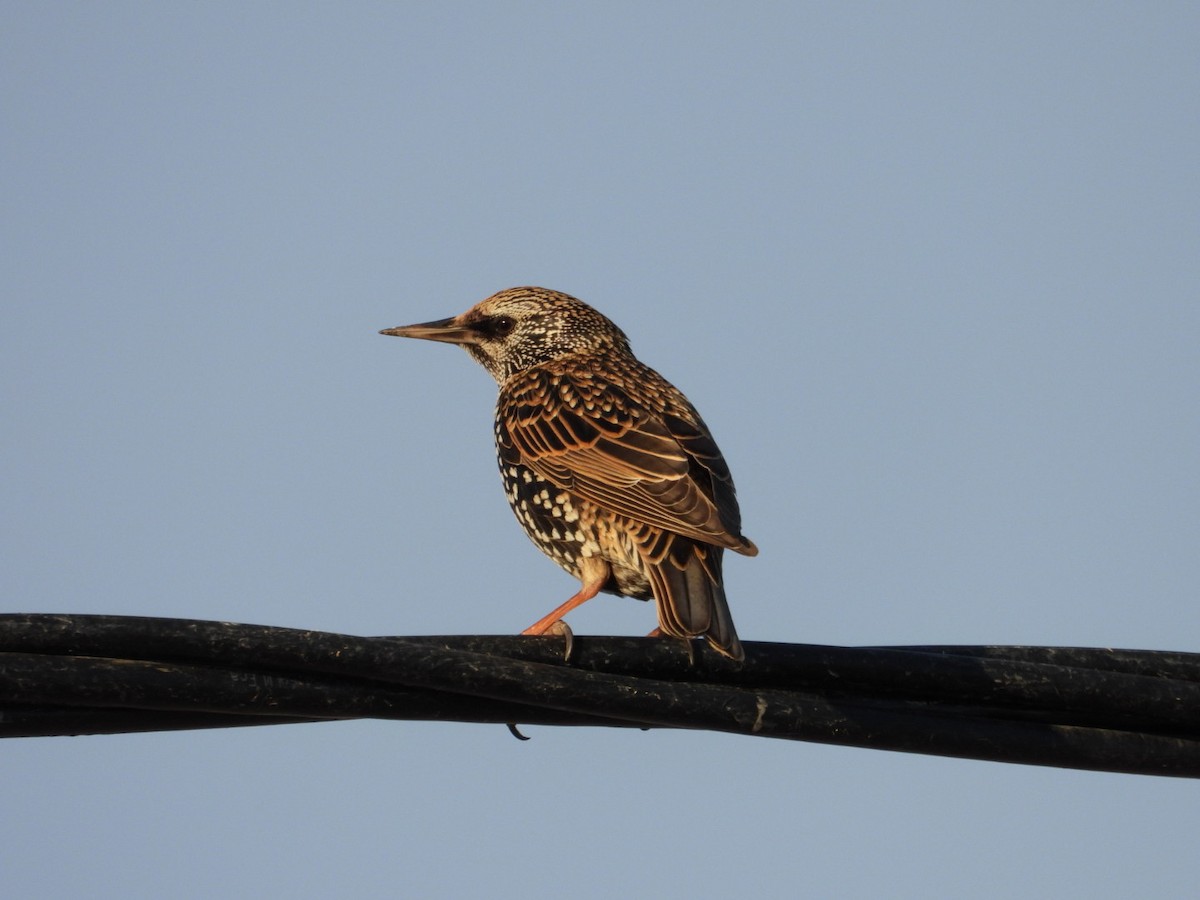 European Starling - ML614023737