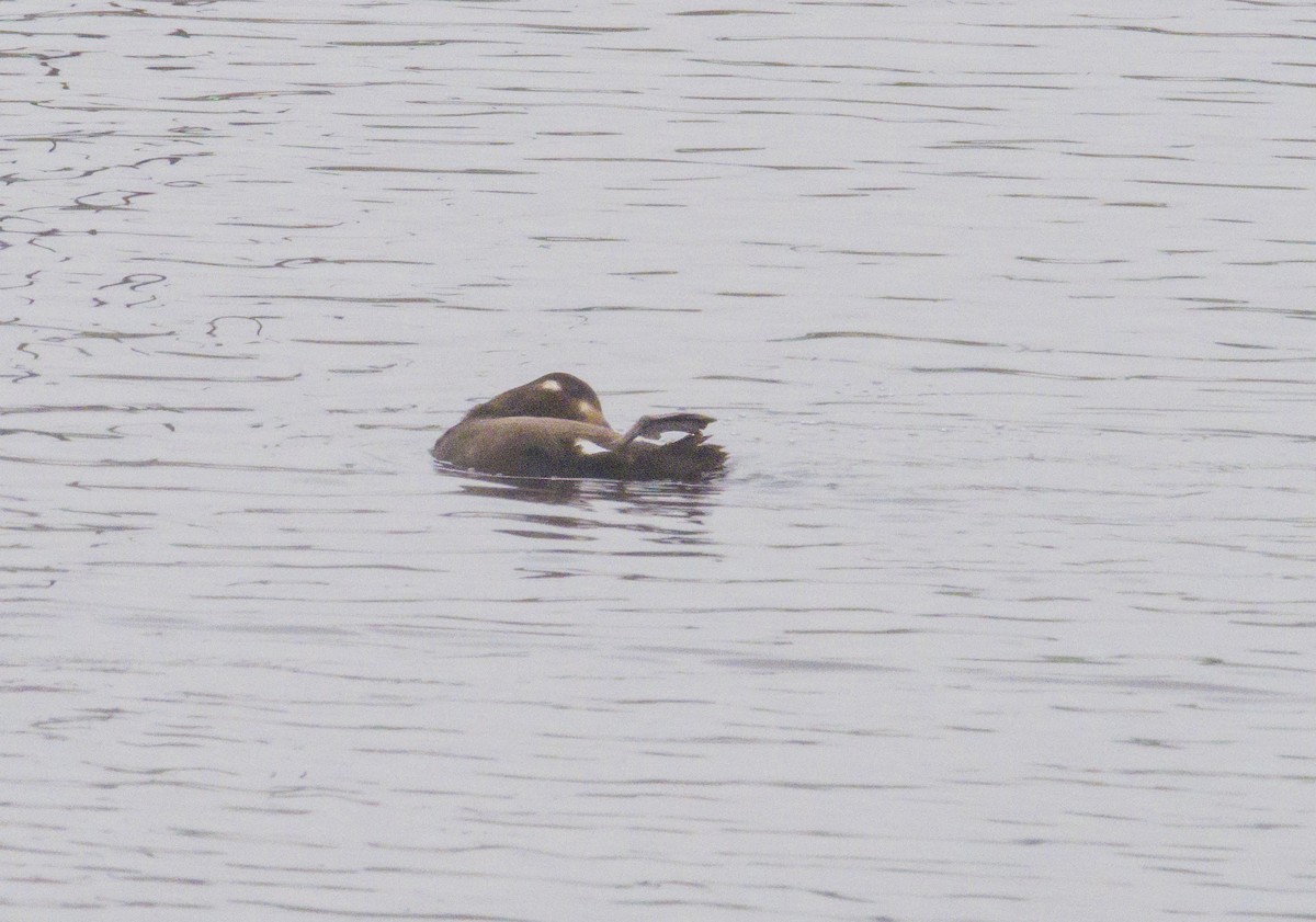 White-winged Scoter - Tom Gilde