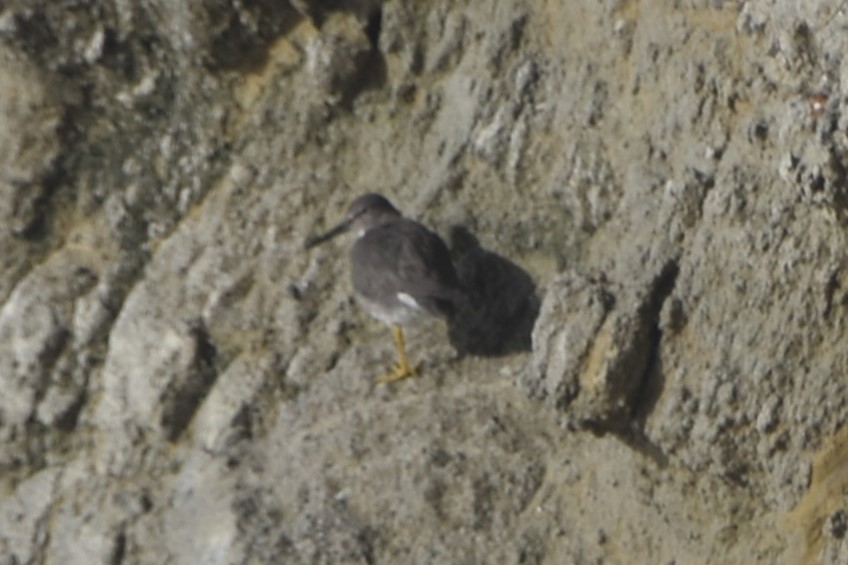 Wandering Tattler - ML614023800