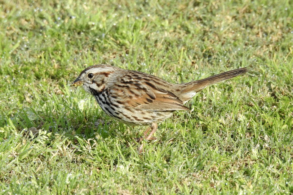 Song Sparrow - ML614023856