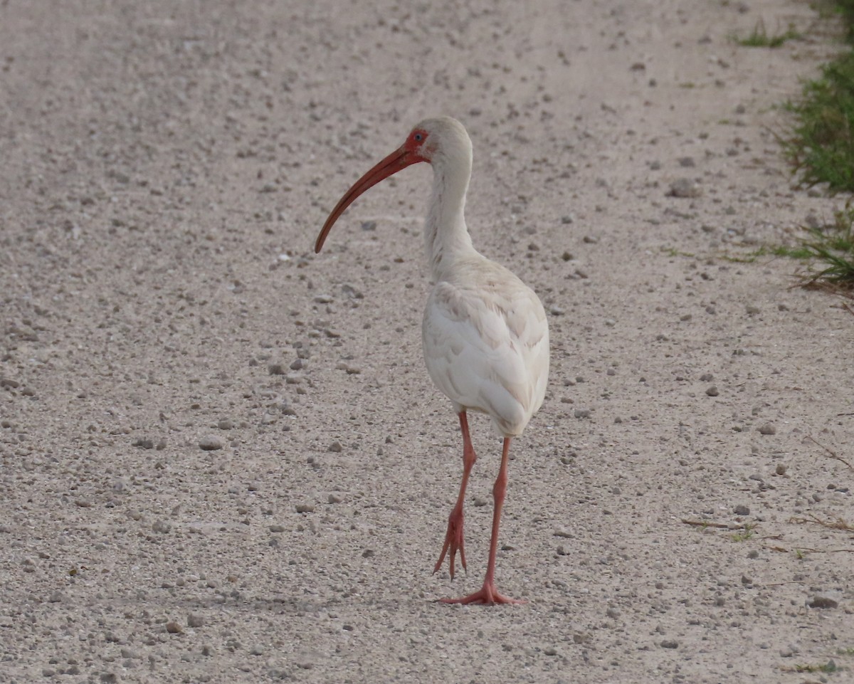 ibis bílý - ML614023949