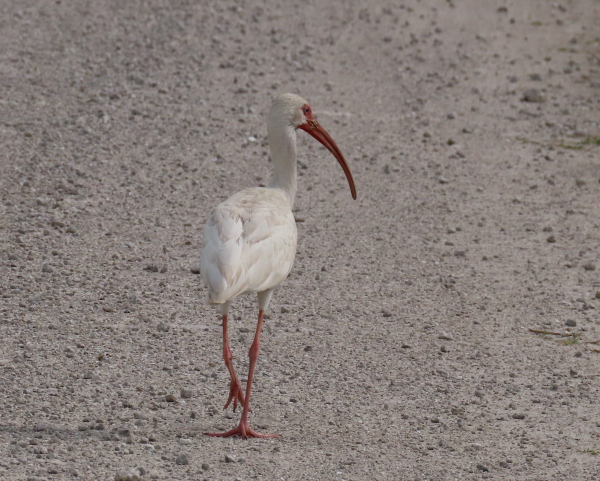 ibis bílý - ML614023950
