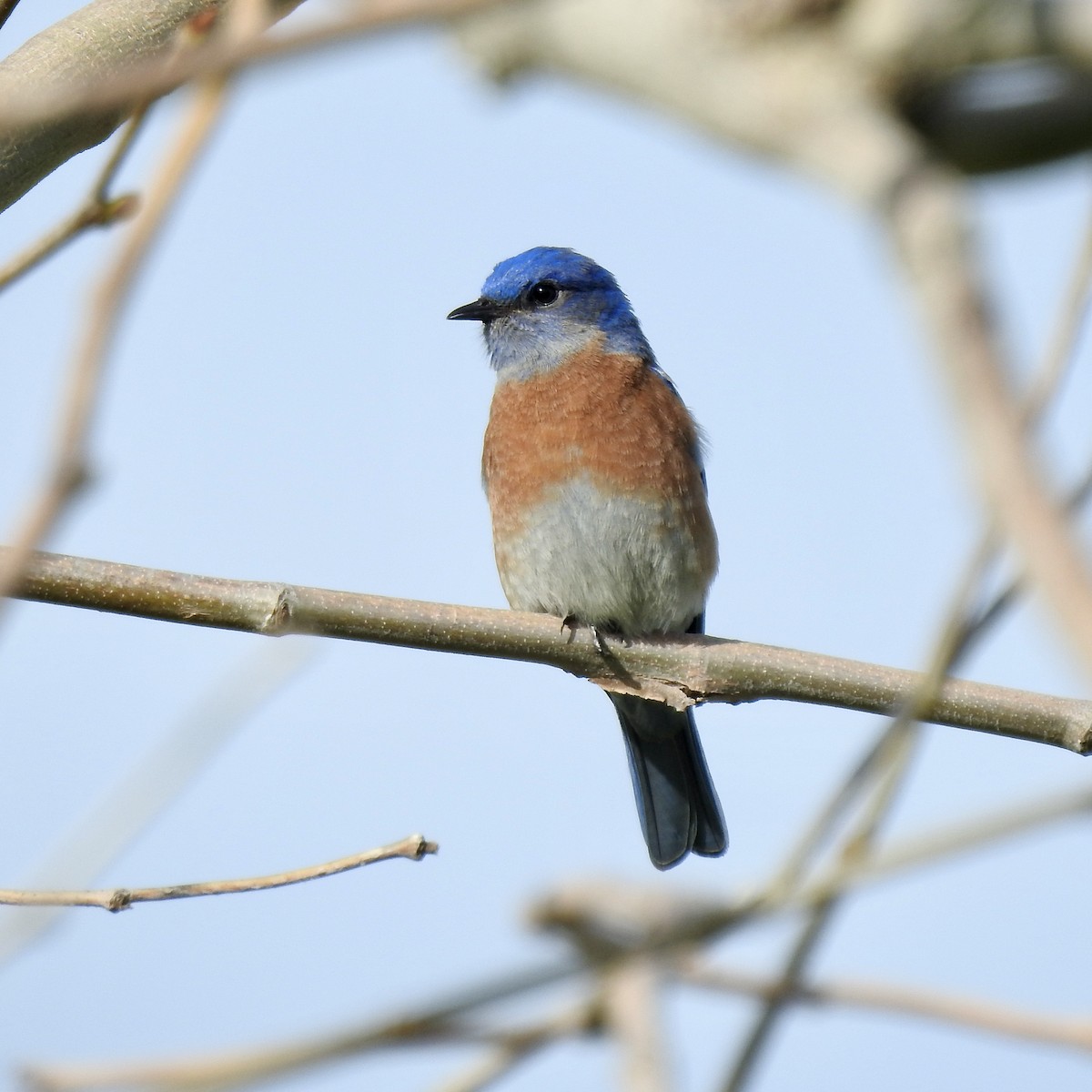 Western Bluebird - ML614023967