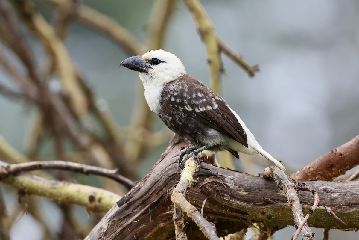 White-headed Barbet - ML614024027