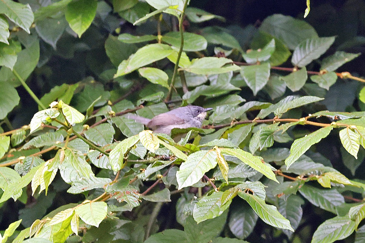 White-chinned Prinia - ML614024083