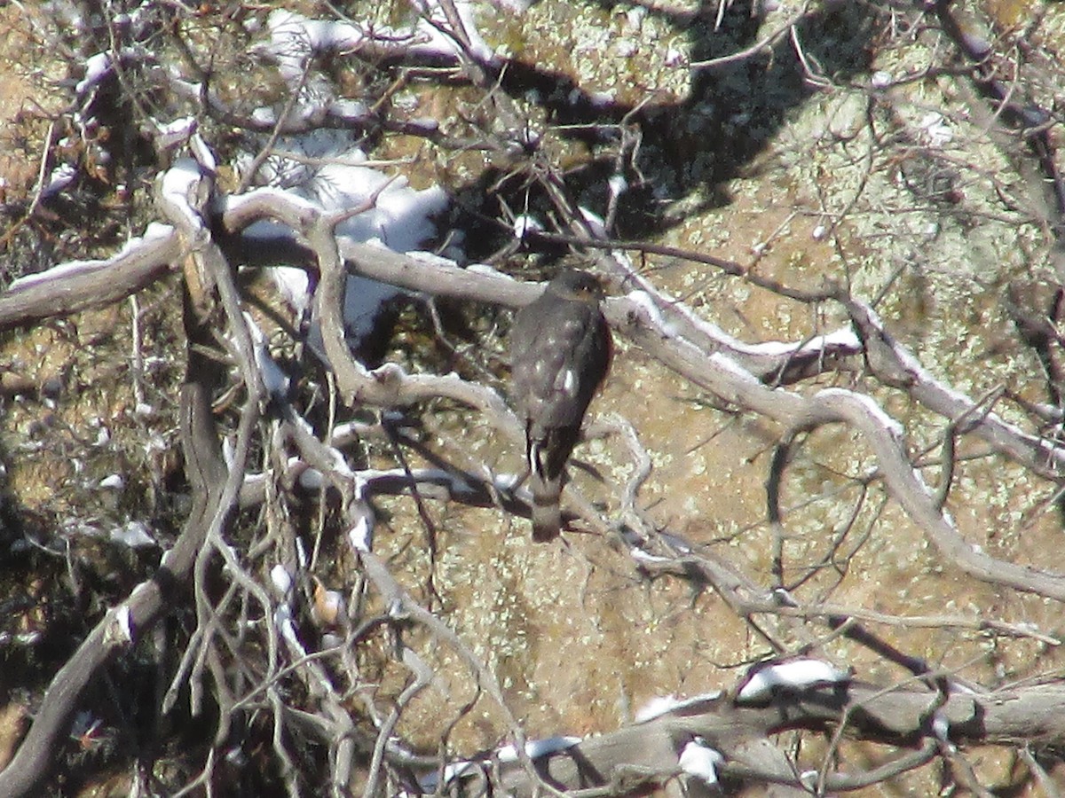 Sharp-shinned Hawk - ML614024119
