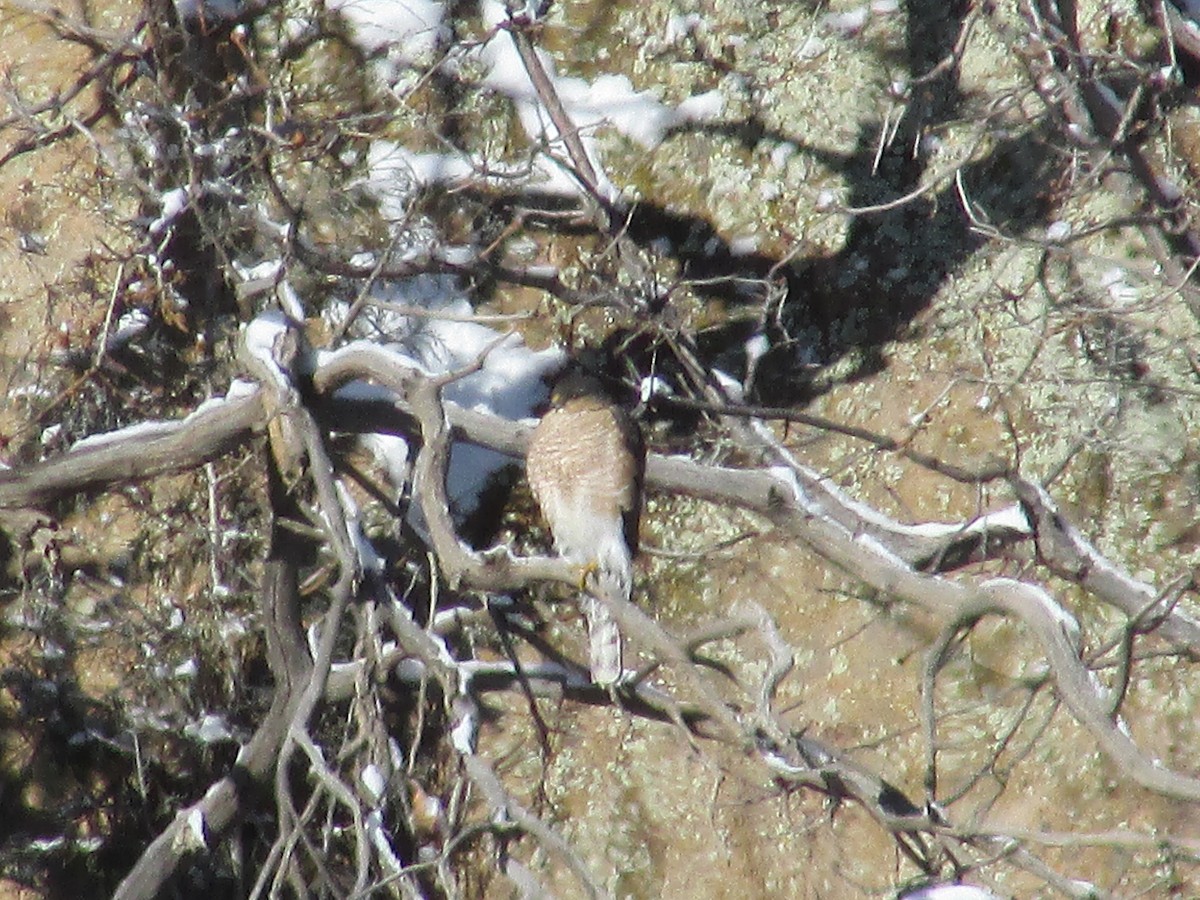 Sharp-shinned Hawk - ML614024120