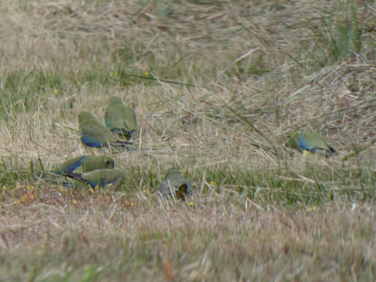 Blue-winged Parrot - Michael Mules