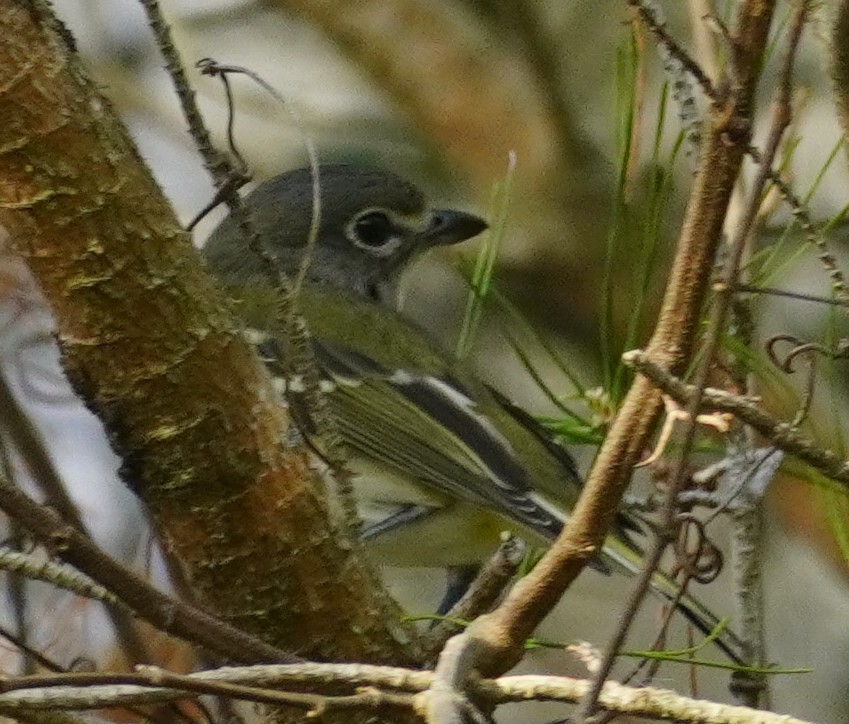 Mavi Başlı Vireo - ML614024131