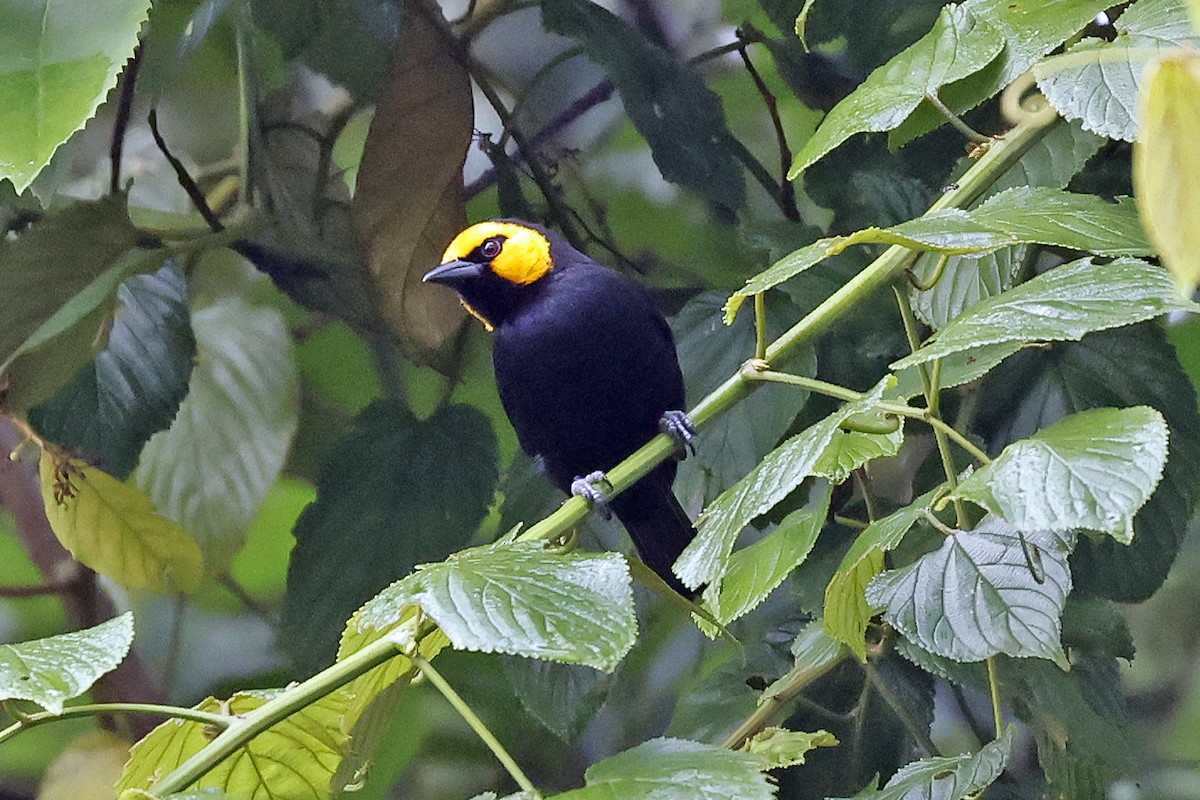 Black-billed Weaver - Charlie Keller