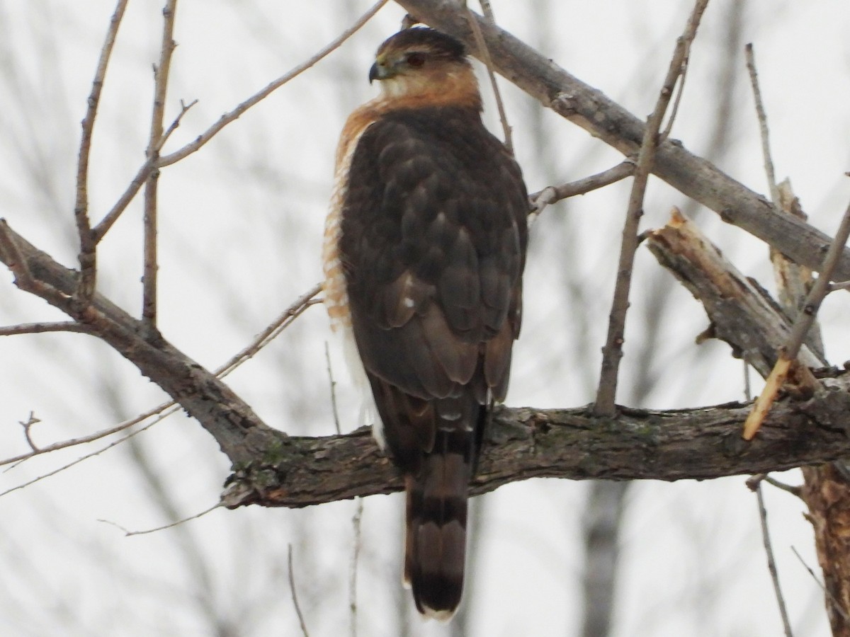 Cooper's Hawk - ML614024175