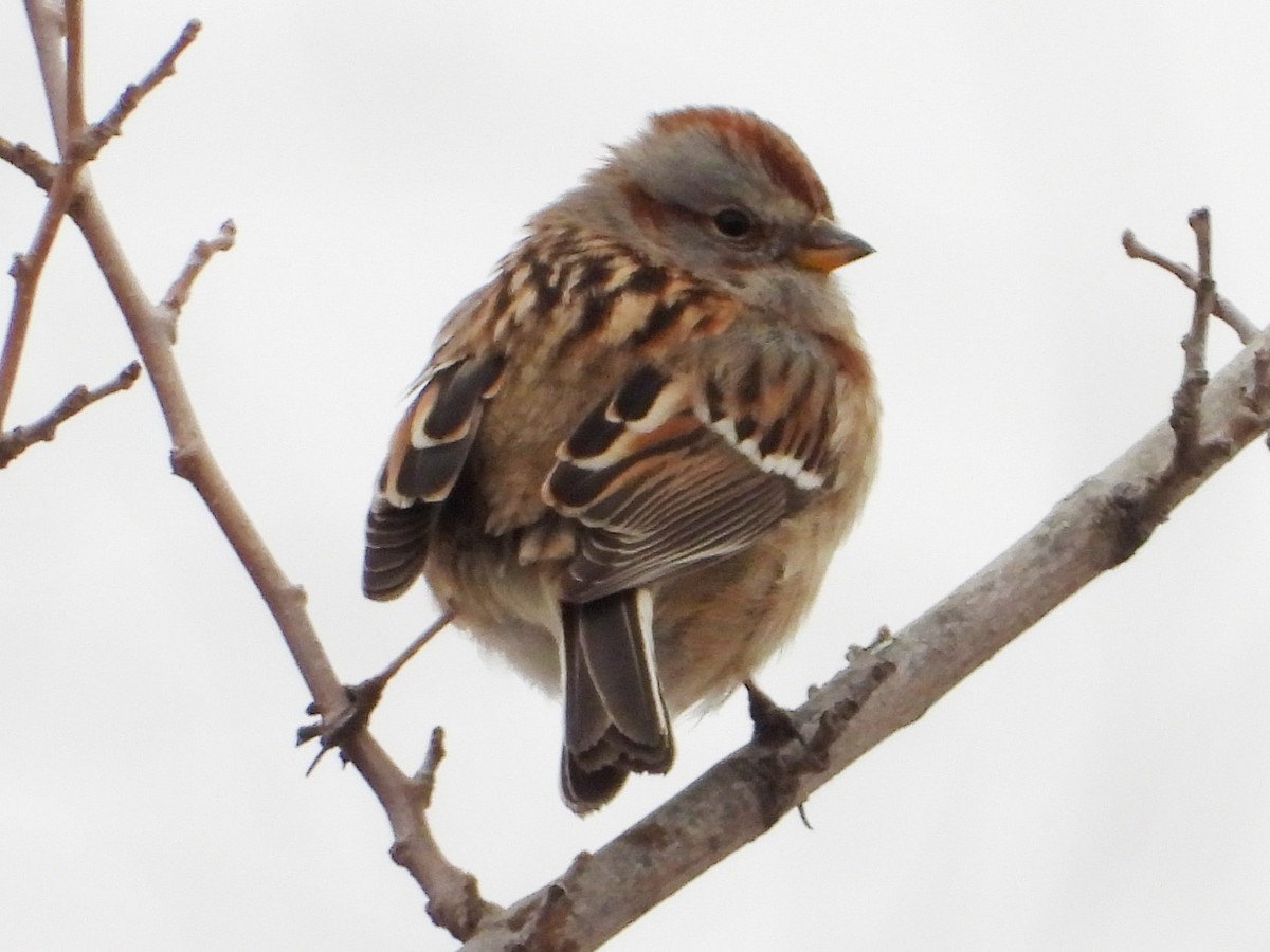 American Tree Sparrow - Mary Leigh