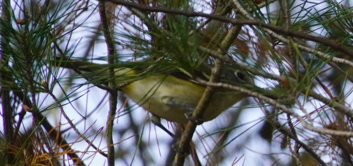 Blue-headed Vireo - John McCallister