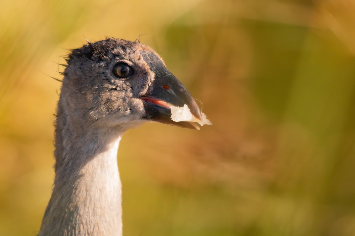 African Swamphen - ML614024234