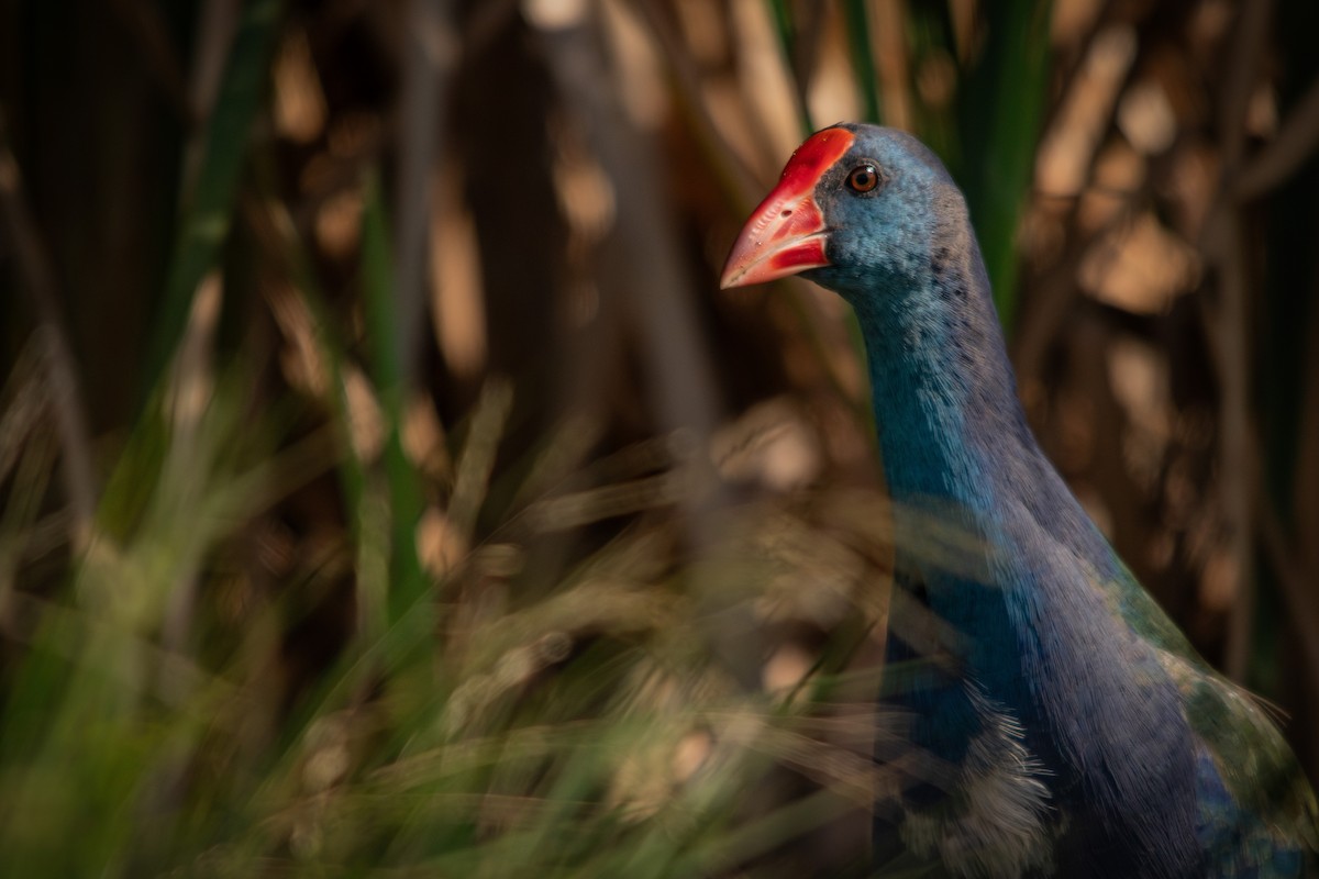 African Swamphen - ML614024235