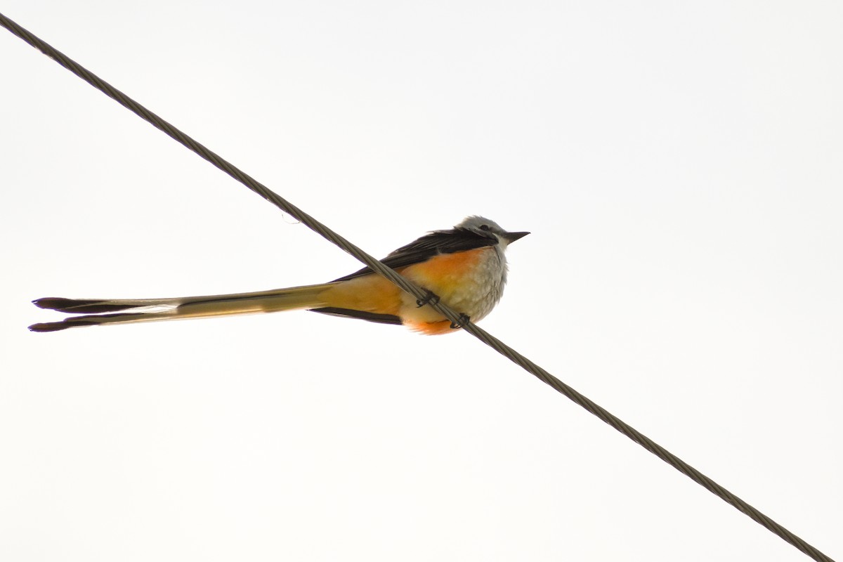 Scissor-tailed Flycatcher - ML614024340