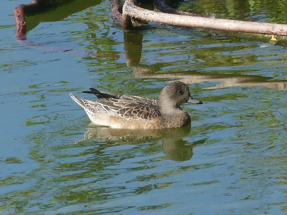 American Wigeon - ML614024362