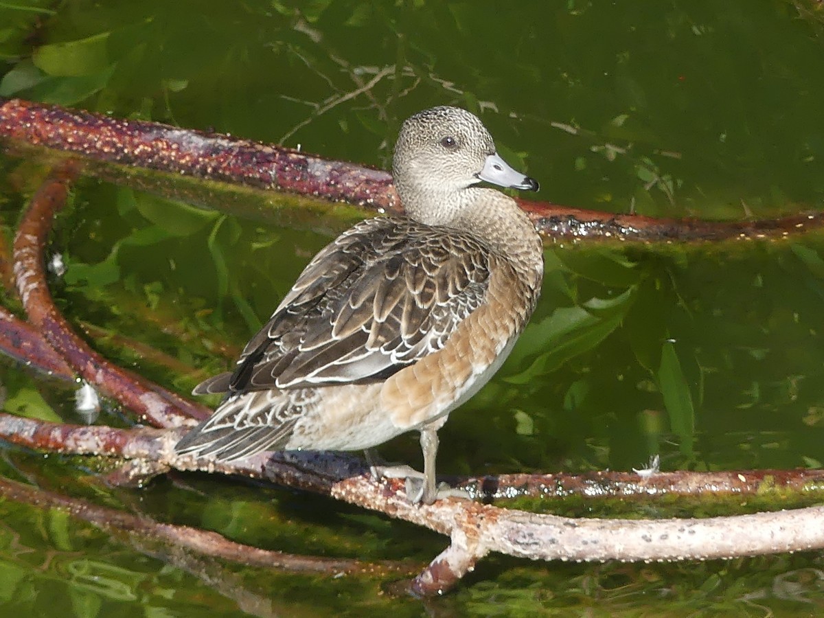 American Wigeon - ML614024363