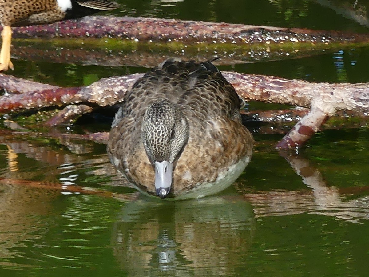 American Wigeon - ML614024364