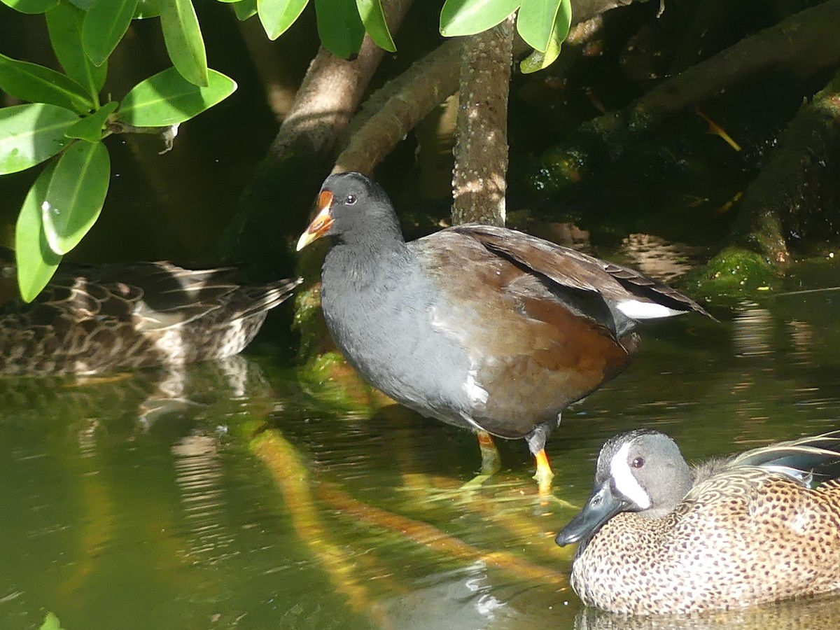 Common Gallinule - ML614024417