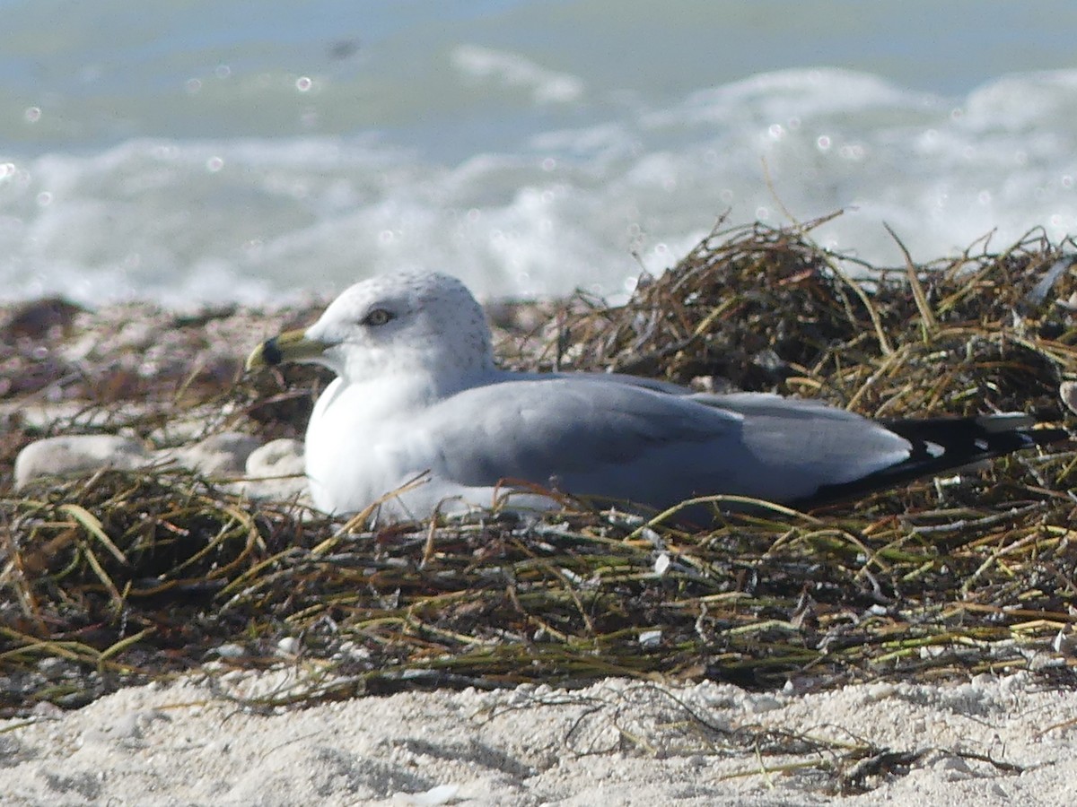 Ring-billed Gull - ML614024424