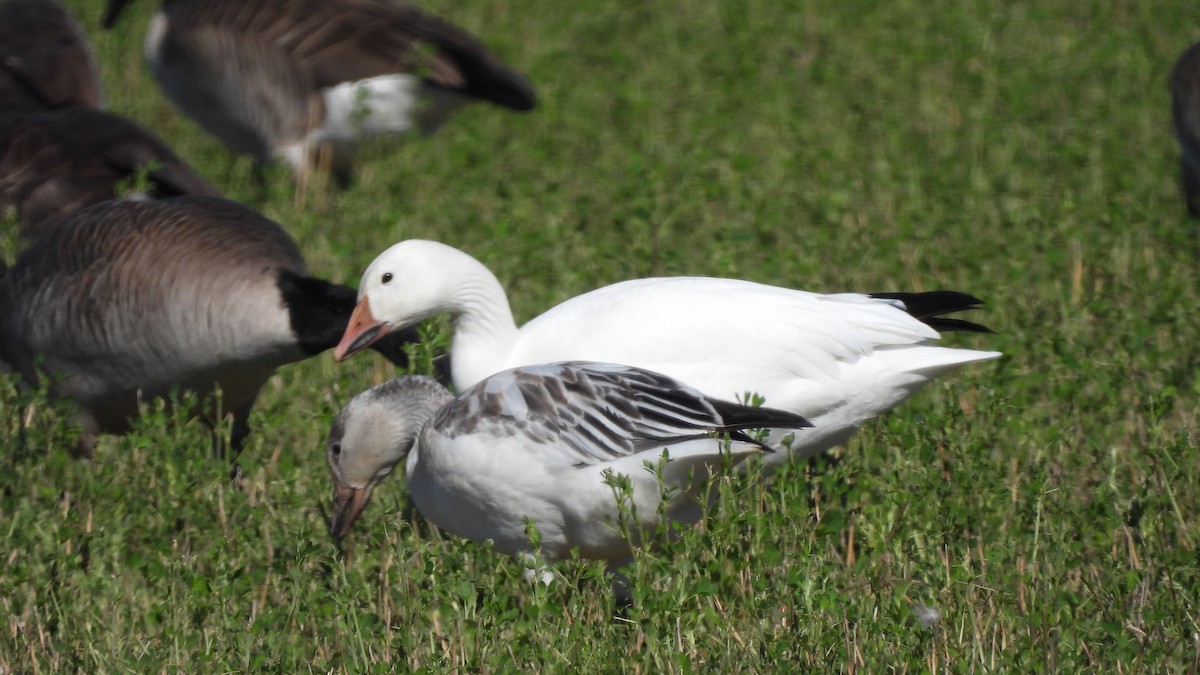 Snow Goose - ML614024463