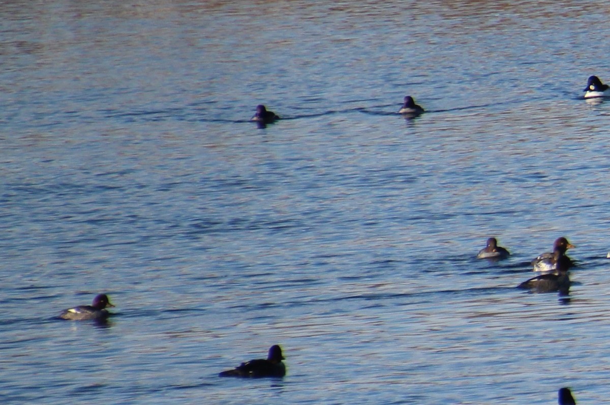 Barrow's Goldeneye - ML614024547