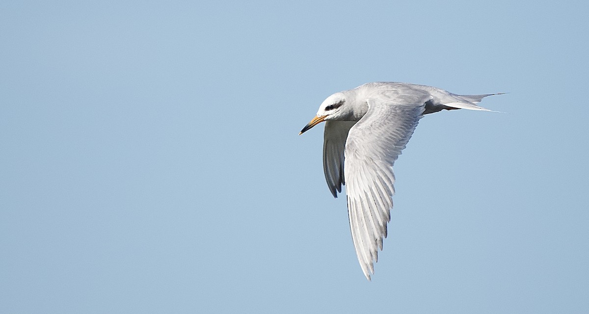 Snowy-crowned Tern - ML614024552