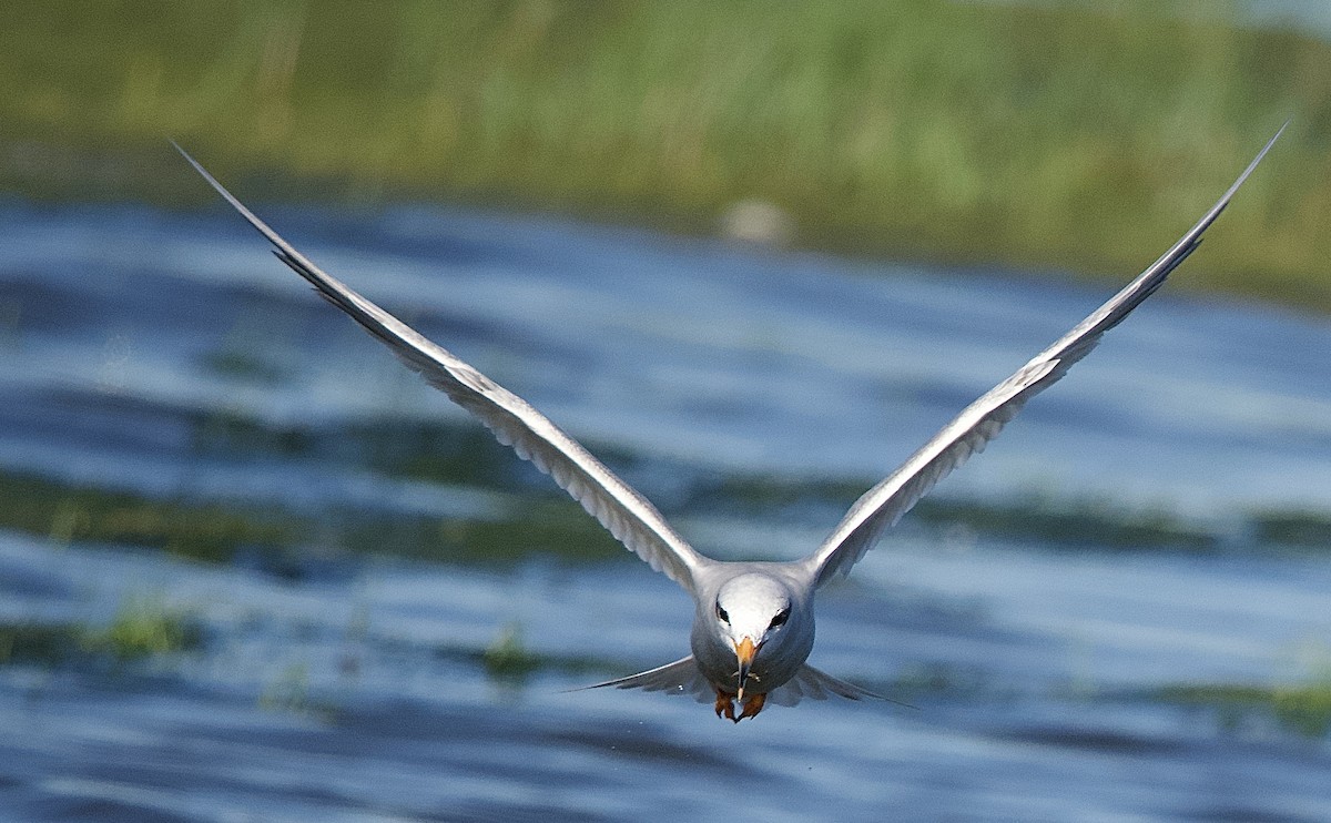 Snowy-crowned Tern - ML614024553