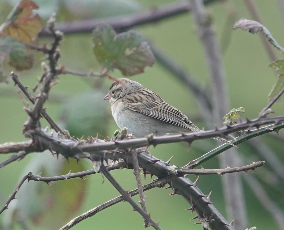 Clay-colored Sparrow - ML614024579
