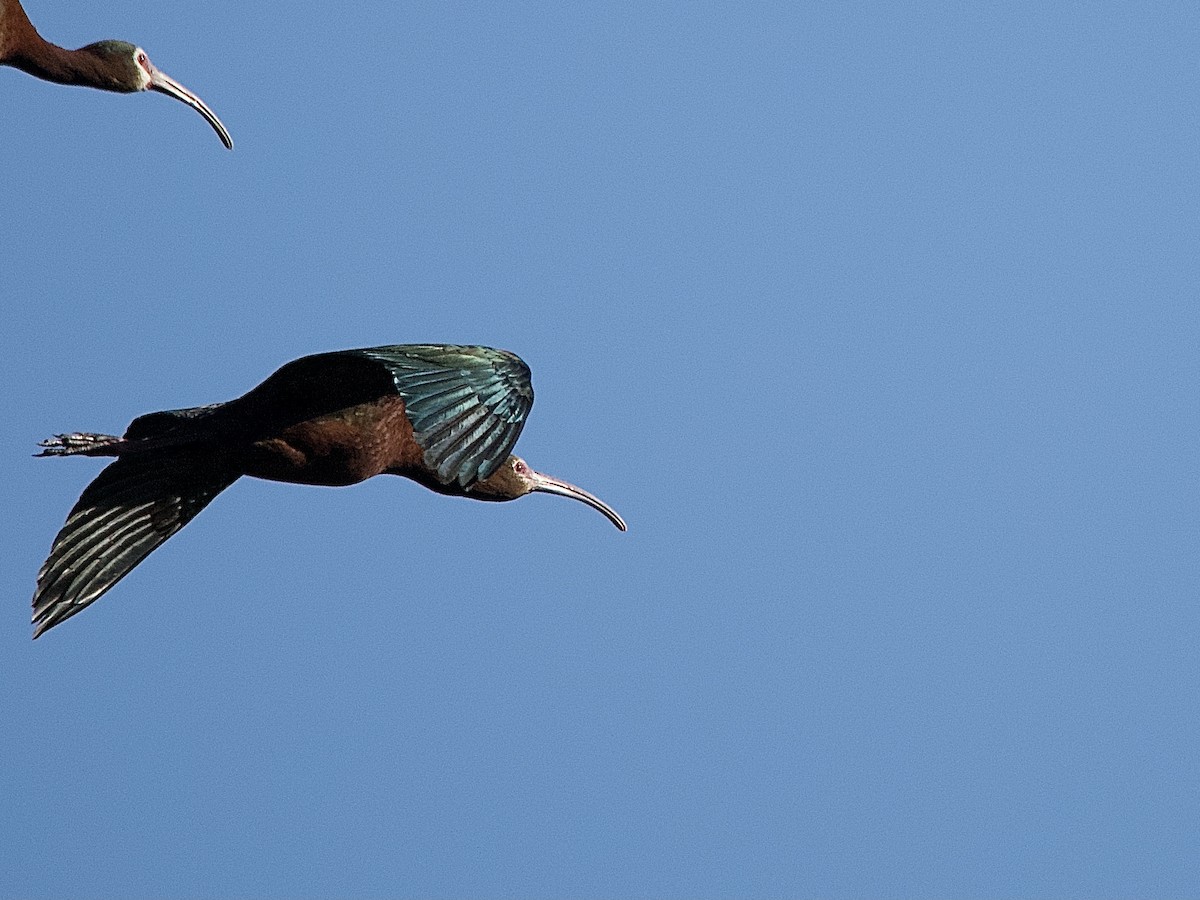 White-faced Ibis - ML614024671