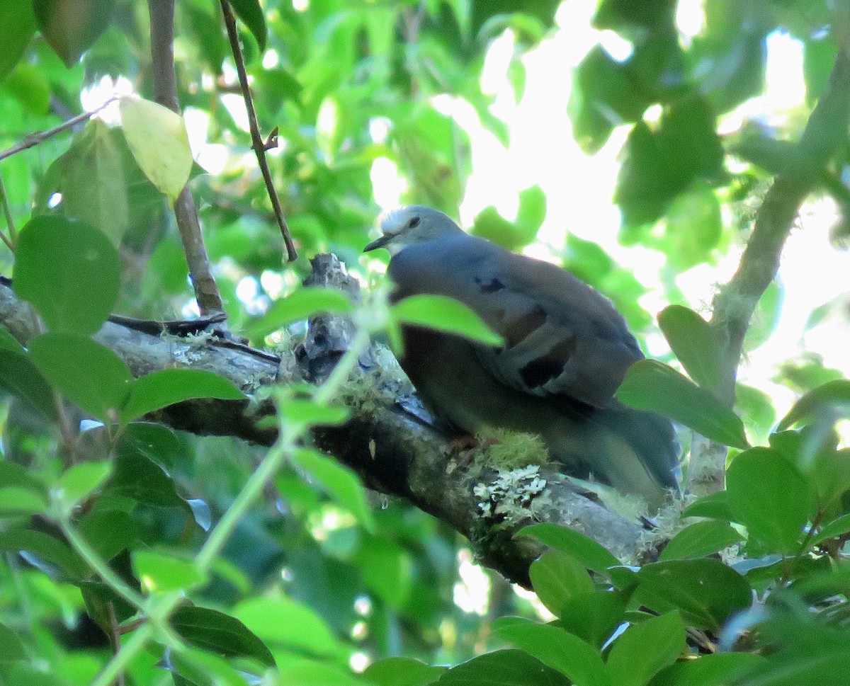 Maroon-chested Ground Dove - Iván Lau