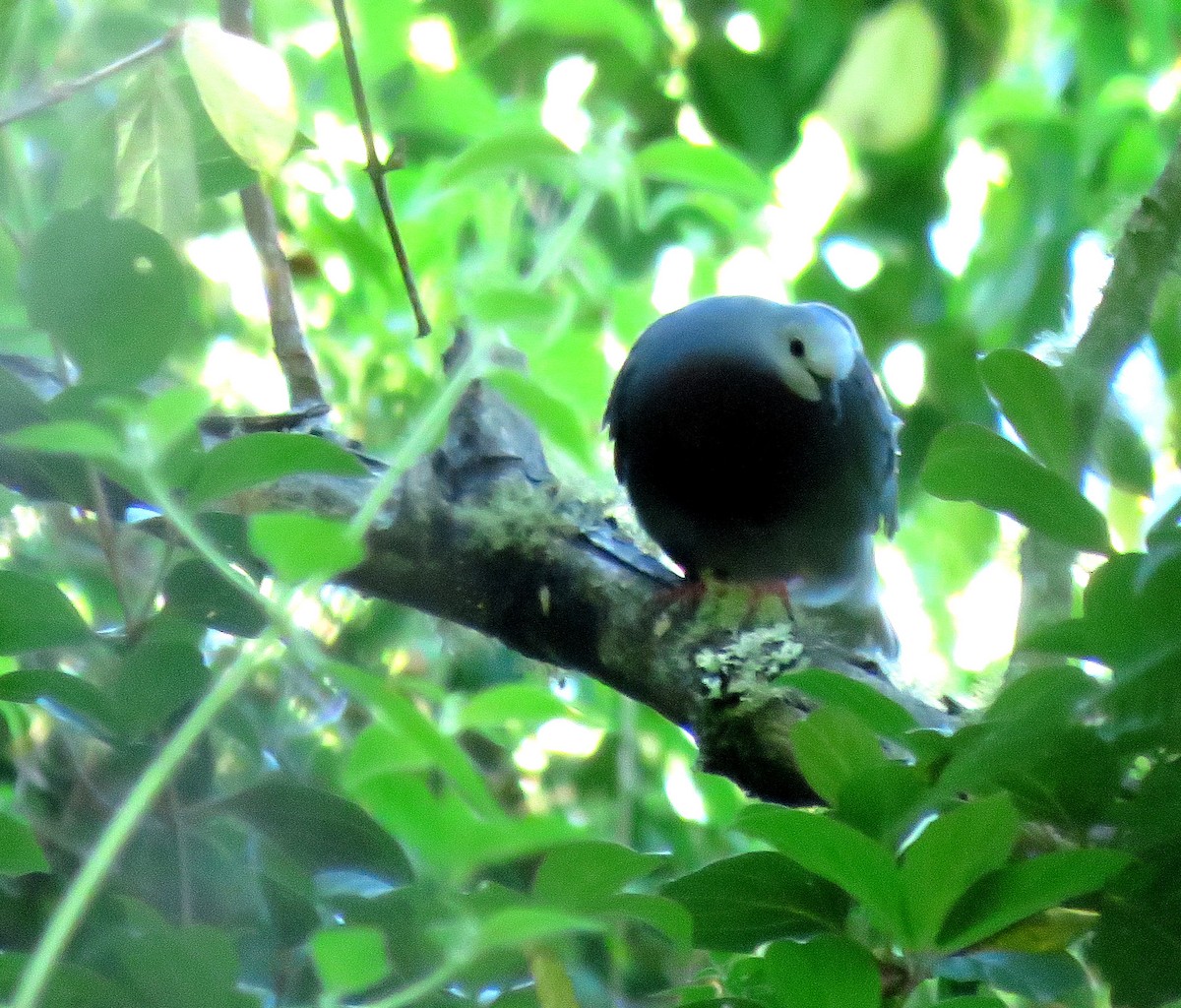 Maroon-chested Ground Dove - Iván Lau