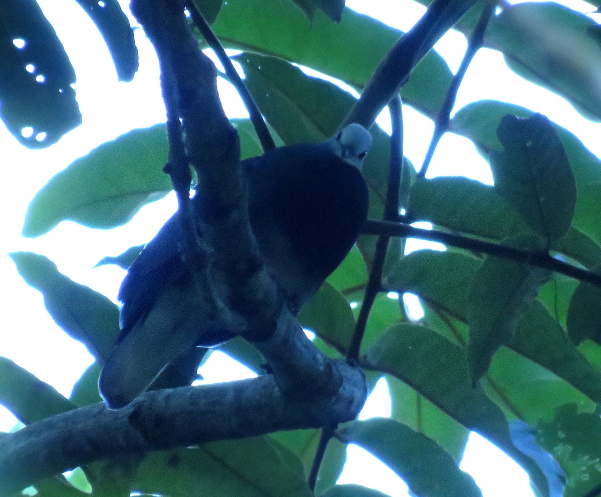 Maroon-chested Ground Dove - Iván Lau