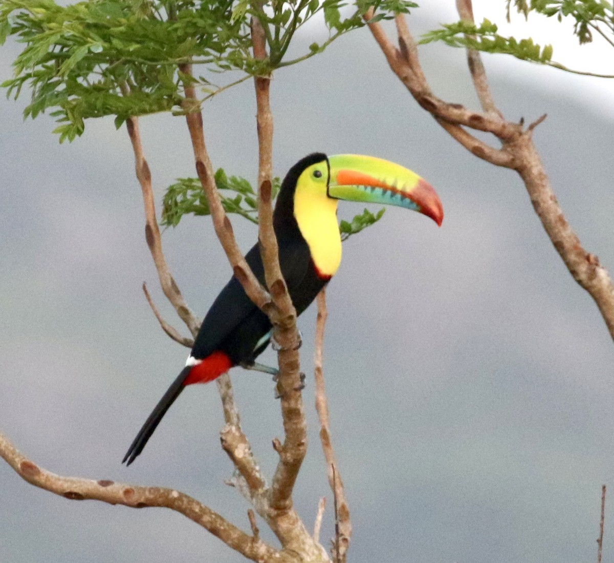 Keel-billed Toucan - ML614024772