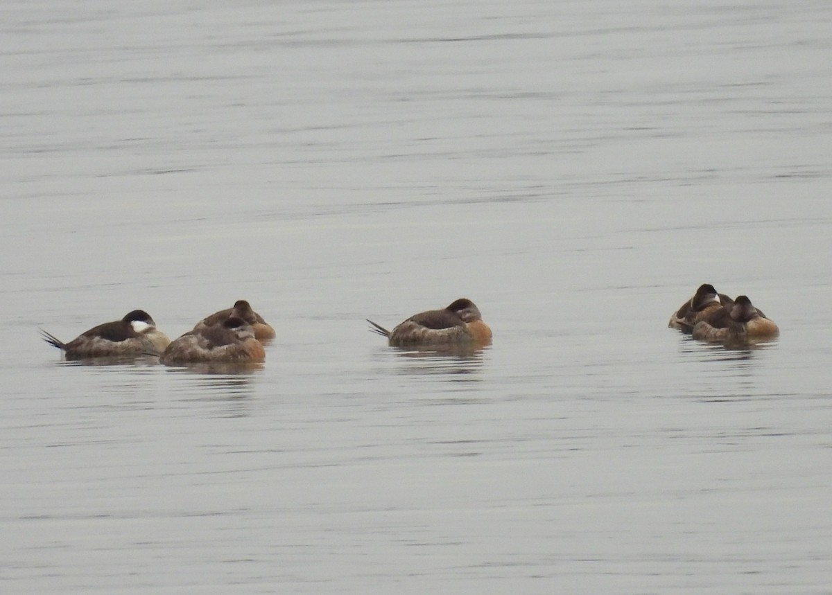 Ruddy Duck - ML614024794