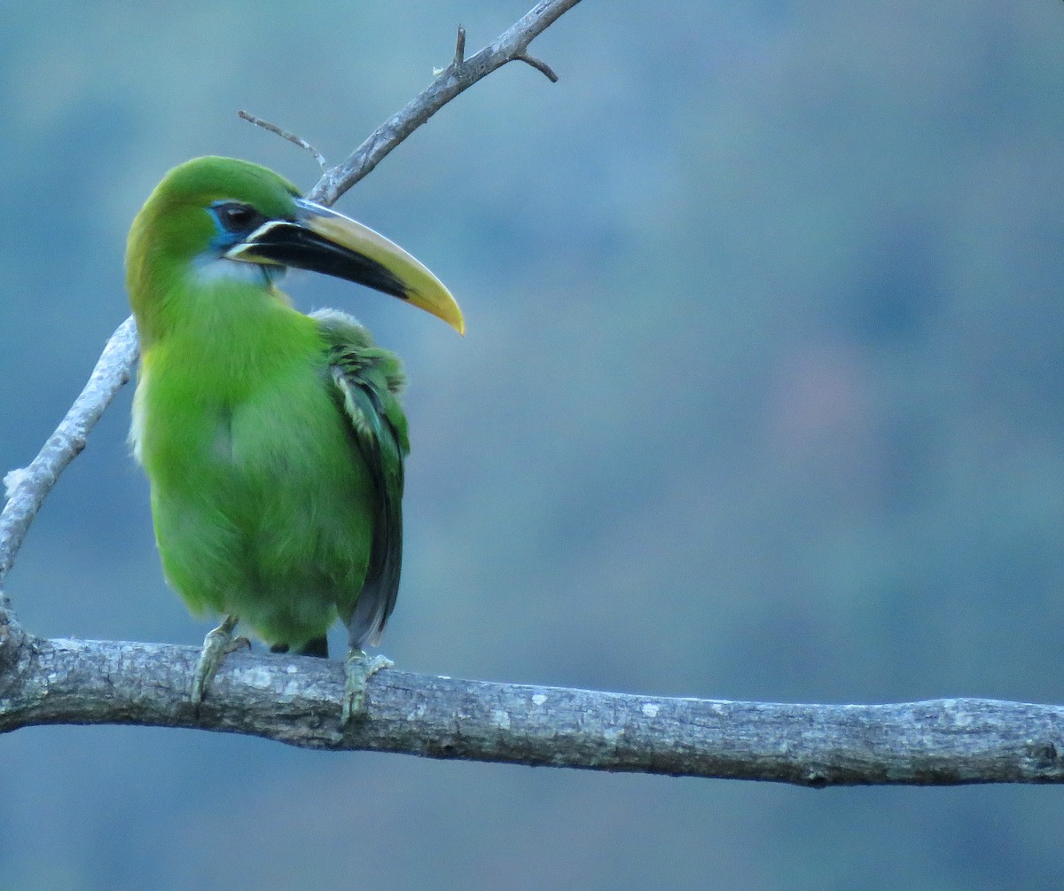 Groove-billed Toucanet (Yellow-billed) - Iván Lau