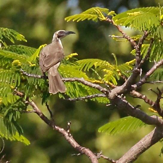 Silver-crowned Friarbird - Douglas Faulder