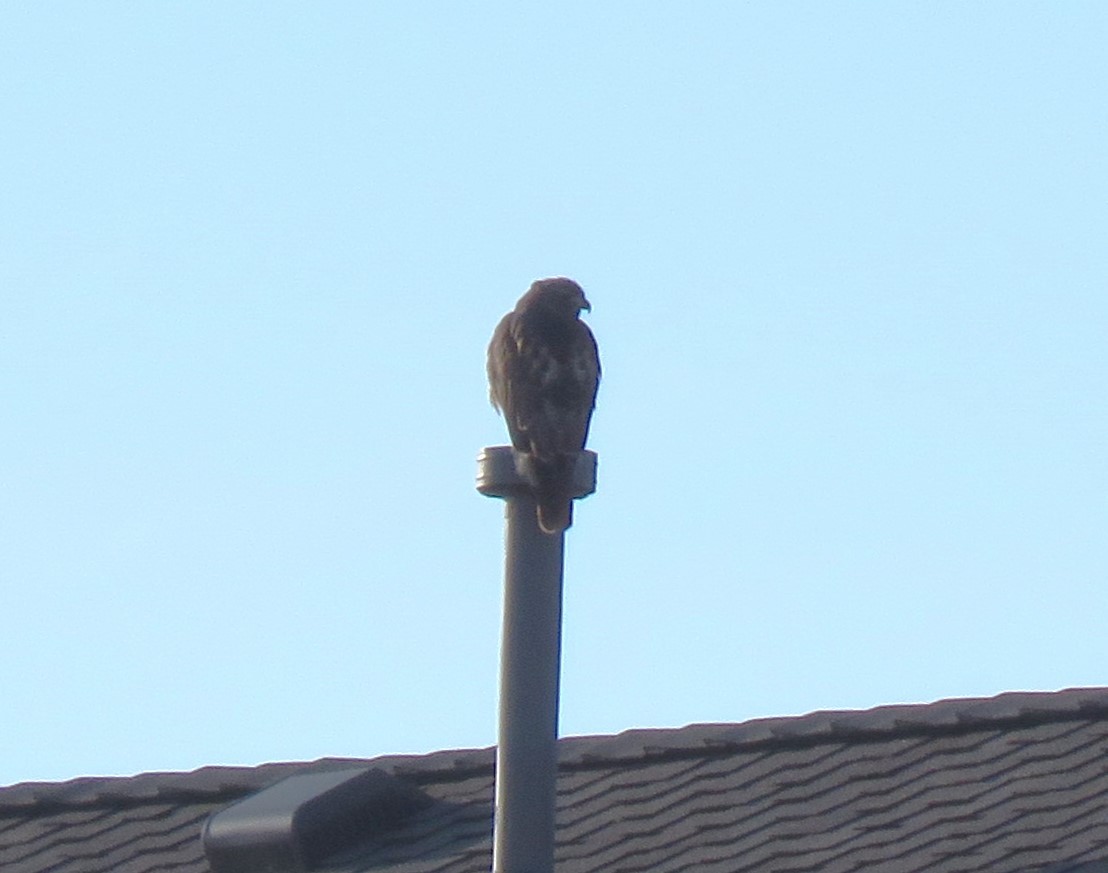 Red-tailed Hawk - ML614024915