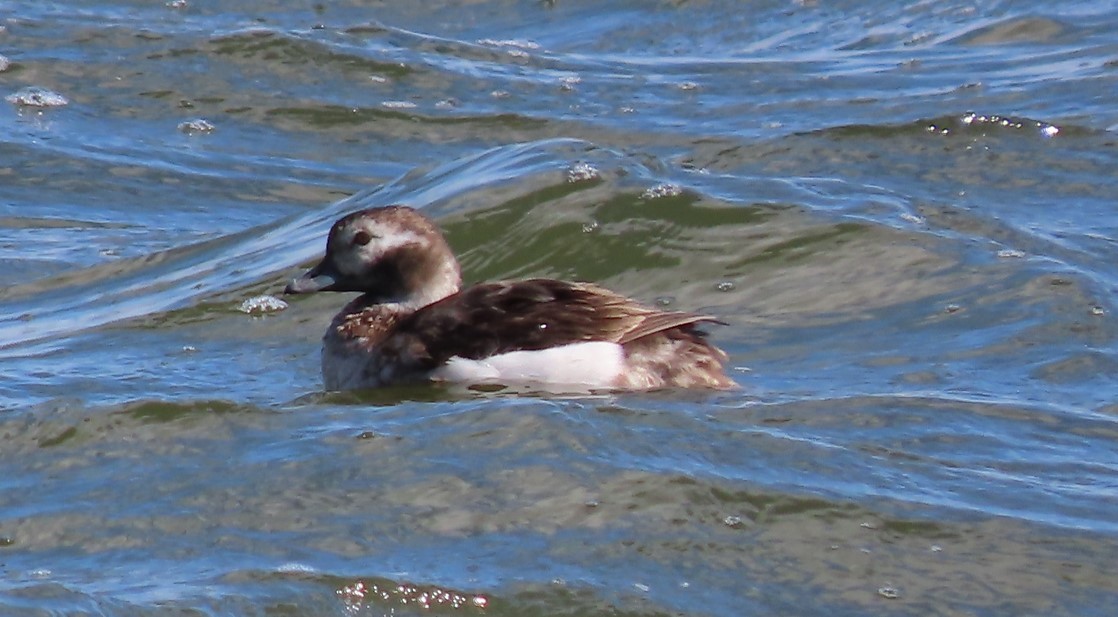 Long-tailed Duck - ML614024929