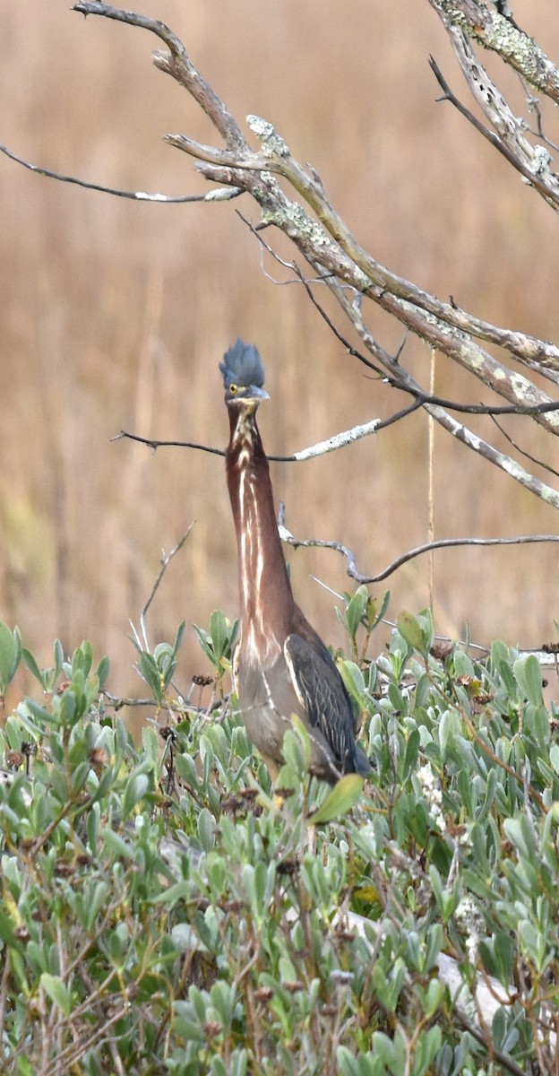 Green Heron - ML614024934