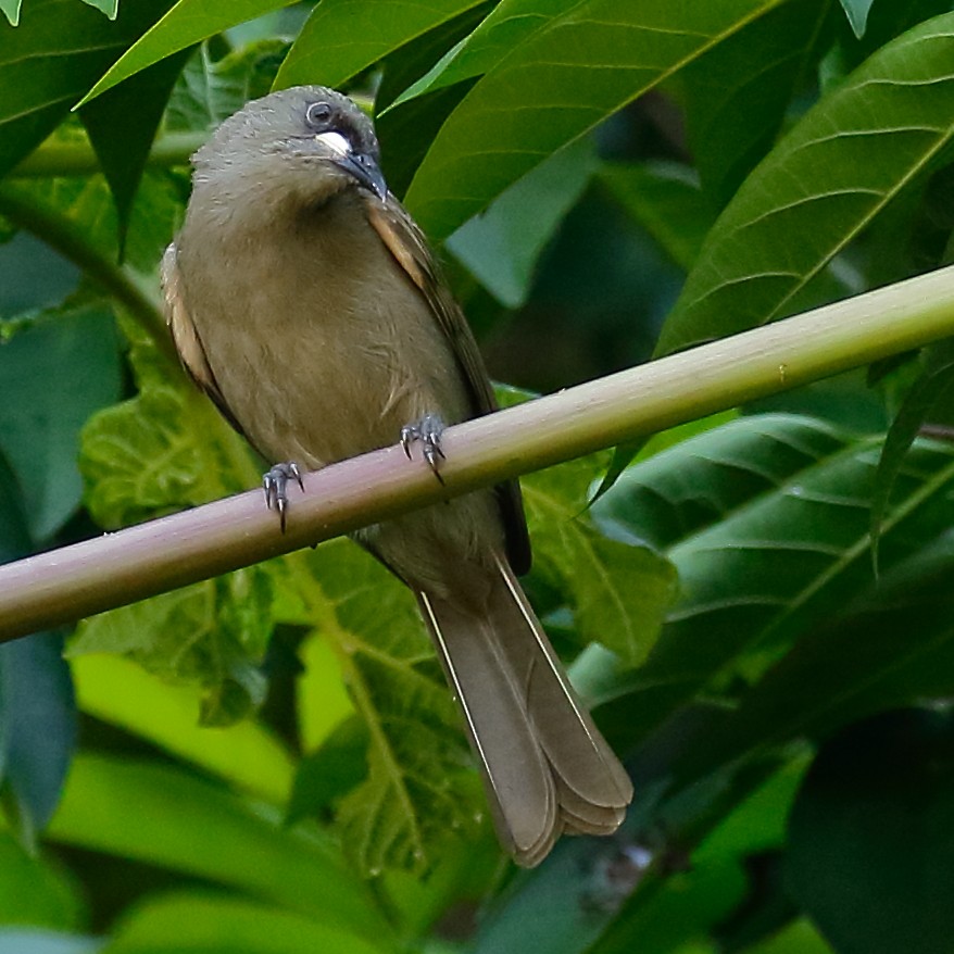 White-gaped Honeyeater - ML614024936