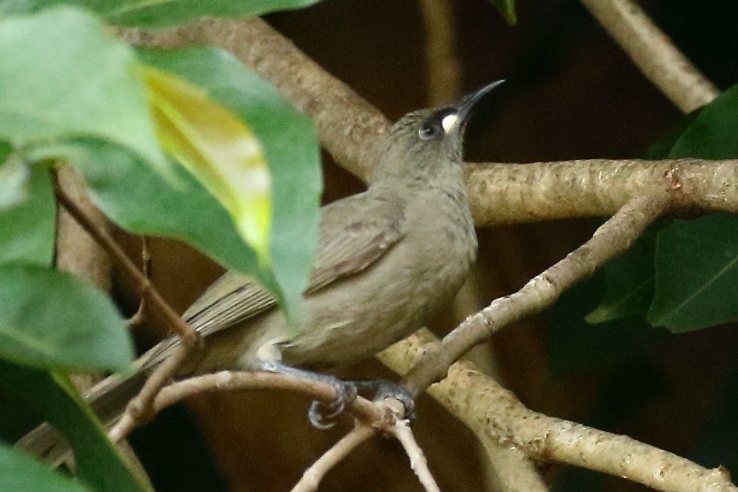 White-gaped Honeyeater - ML614024937