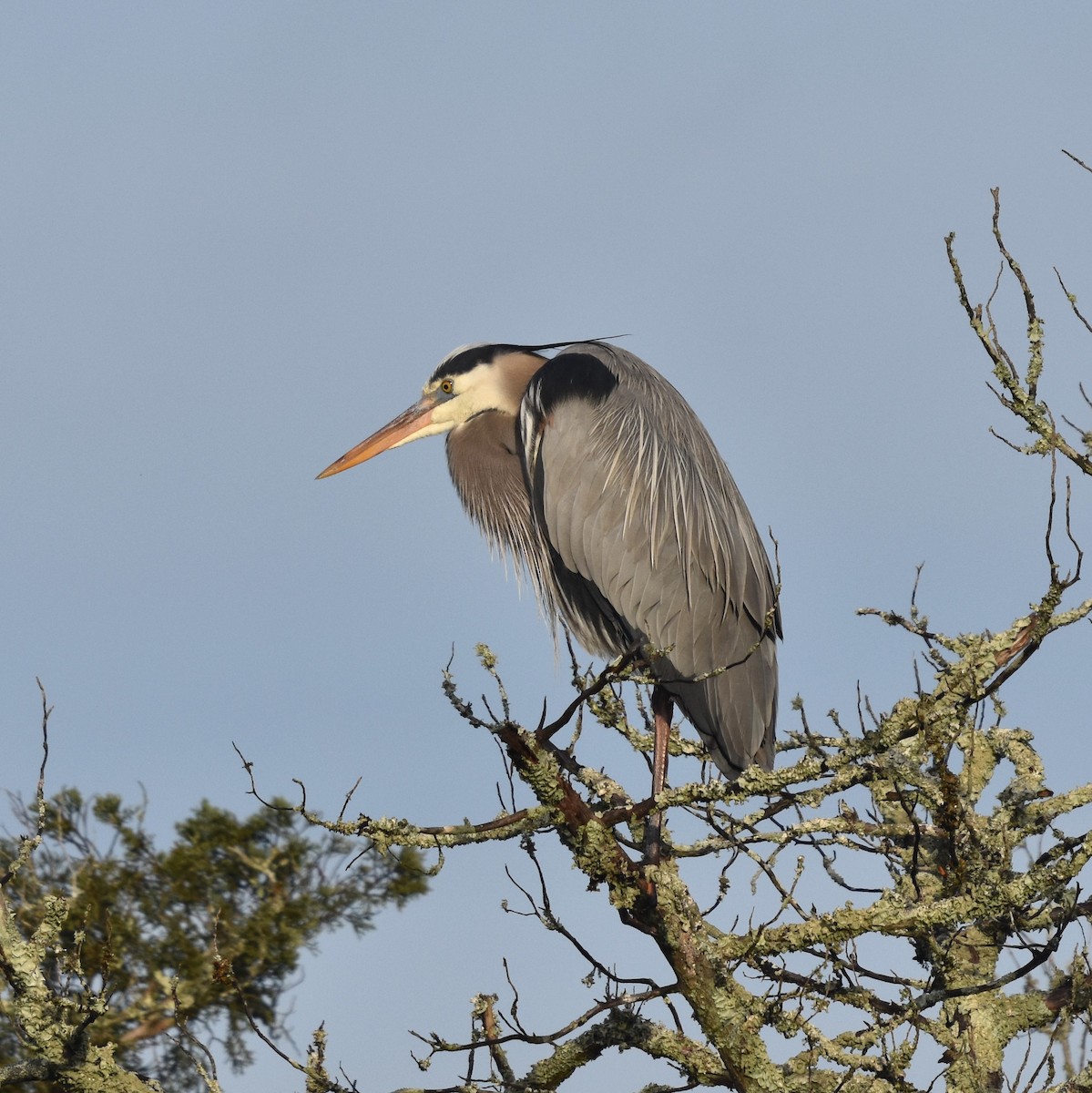 Great Blue Heron - ML614024951