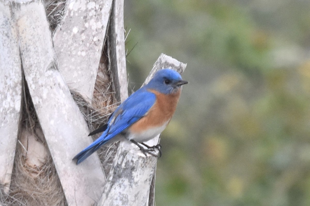 Eastern Bluebird - ML614024967