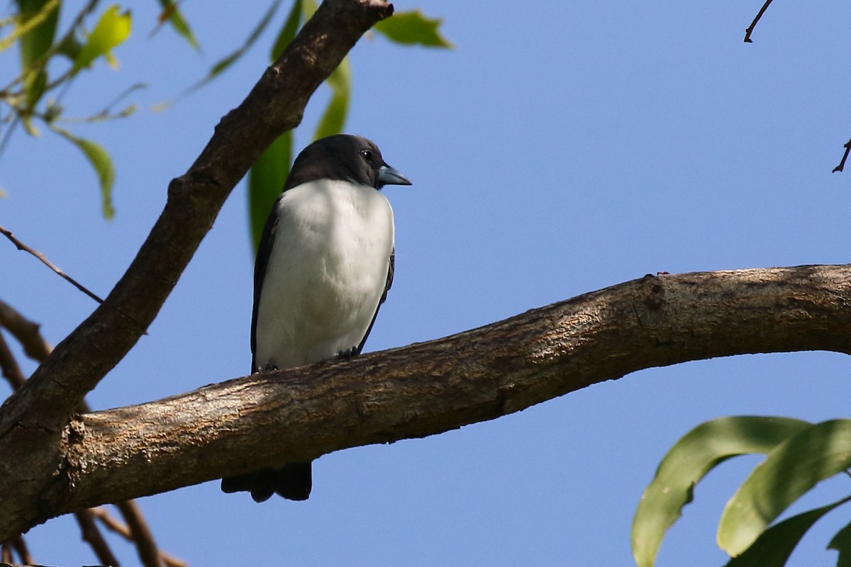 White-breasted Woodswallow - ML614024969