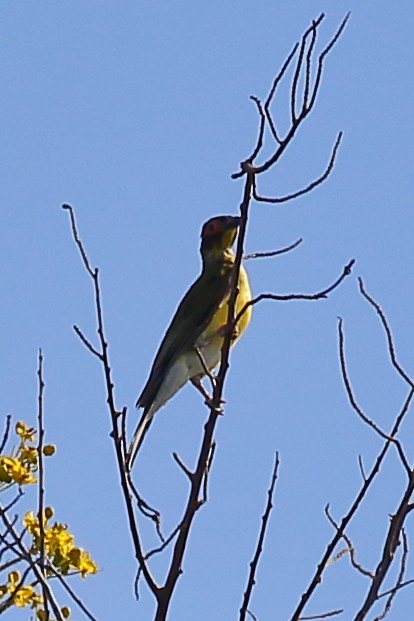 Australasian Figbird - ML614025005