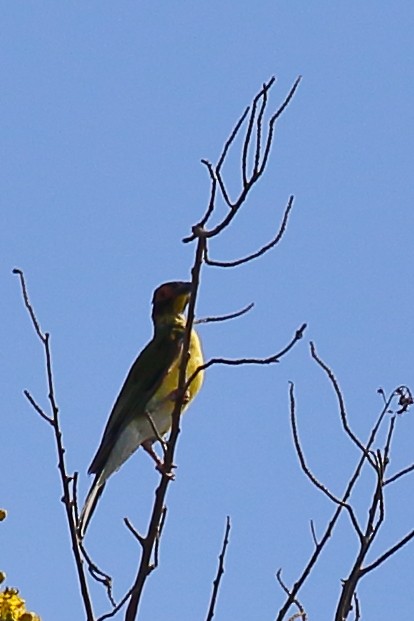 Australasian Figbird - ML614025006