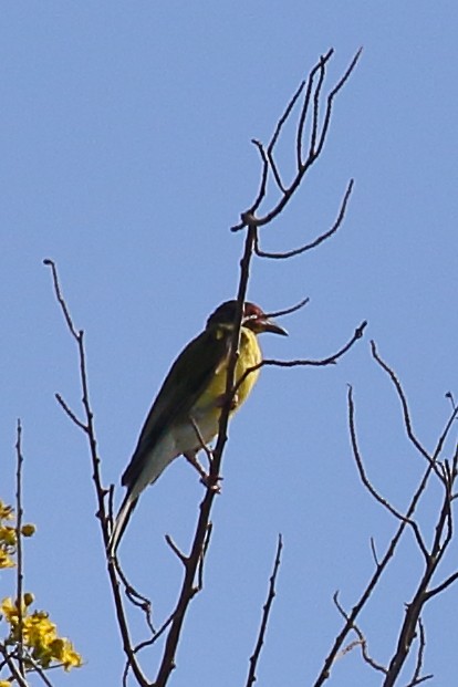 Australasian Figbird - ML614025007